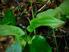 Maianthemum canadense
