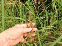 Echinochloa muricata