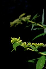 Rhopalomyia anthophila