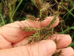 Echinochloa muricata