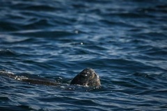 Dermochelys coriacea
