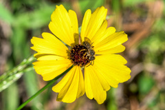 Coreopsis tinctoria