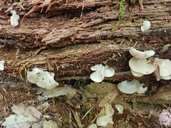Crepidotus applanatus