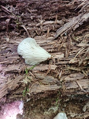 Crepidotus applanatus