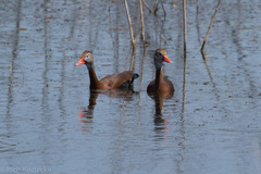 Dendrocygna autumnalis