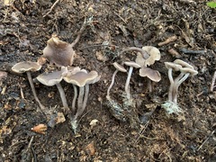 Pseudobaeospora