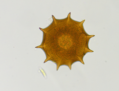 Galeripora dentata