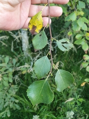 Betula pubescens