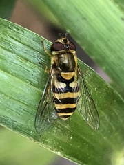 Syrphus