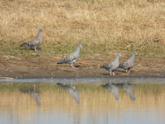 Patagioenas maculosa