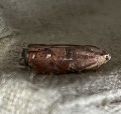 Cydia latiferreana