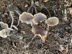 Pseudobaeospora