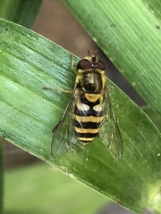 Syrphus