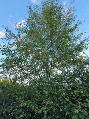 Betula pubescens