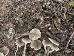 Pseudobaeospora