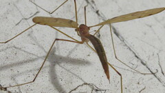 Platytipula