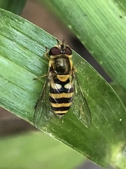 Syrphus