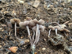 Pseudobaeospora