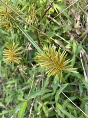 Cyperus strigosus