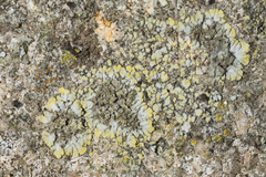 Candelariella medians