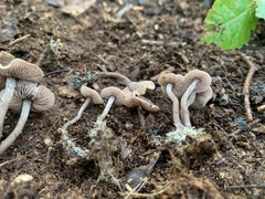 Pseudobaeospora