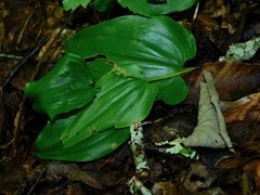 Maianthemum canadense