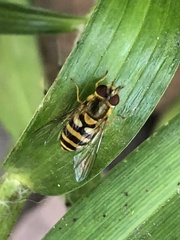 Syrphus