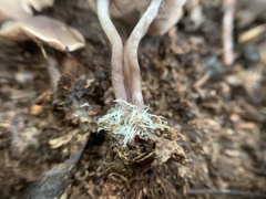 Pseudobaeospora