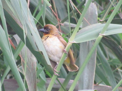 Ploceus melanocephalus