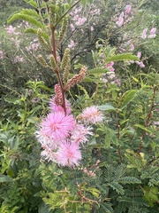 Mimosa dysocarpa