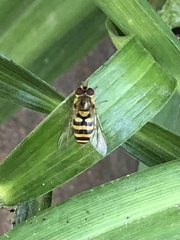 Syrphus