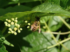 Vespula flavopilosa