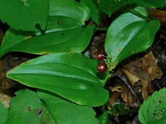 Maianthemum canadense