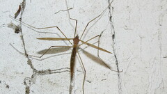 Platytipula