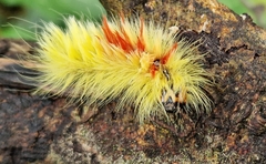 Acronicta aceris