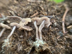 Pseudobaeospora
