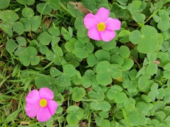 Oxalis purpurea