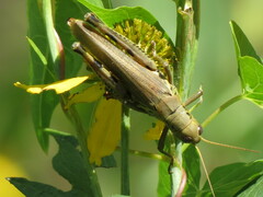Melanoplus differentialis