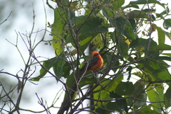 Pyrocephalus rubinus