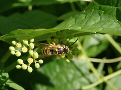 Vespula flavopilosa