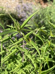 Diabrotica undecimpunctata