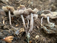 Pseudobaeospora