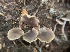 Pseudobaeospora