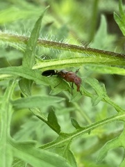Delphinia picta