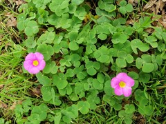 Oxalis purpurea