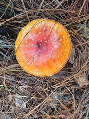 Amanita muscaria flavivolvata