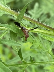 Delphinia picta