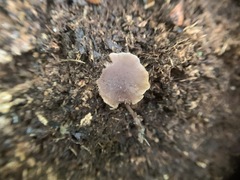 Pseudobaeospora