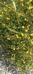 Pulicaria dysenterica