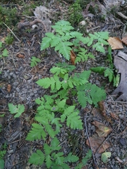 Gymnocarpium dryopteris